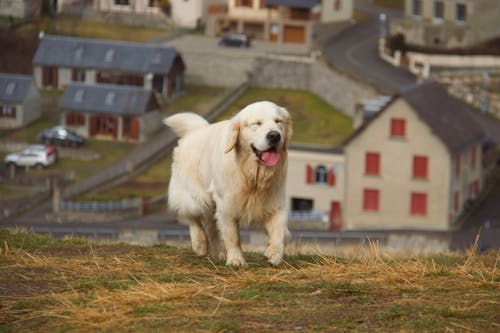 White Dog Running on Brown Grass Field