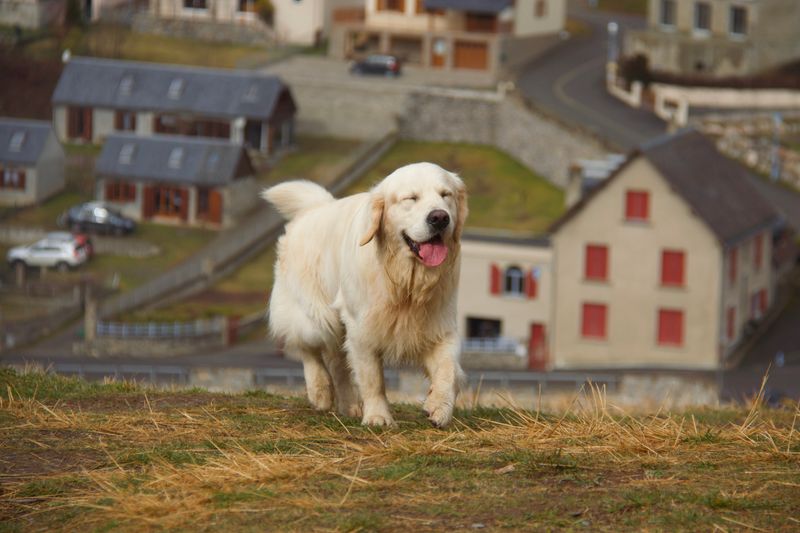 A golden retriever running across grass — photo by Antonin Imagery on Pexels