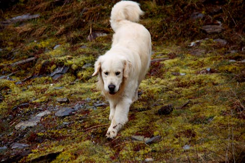 Free White Dog on Green Grass Stock Photo
