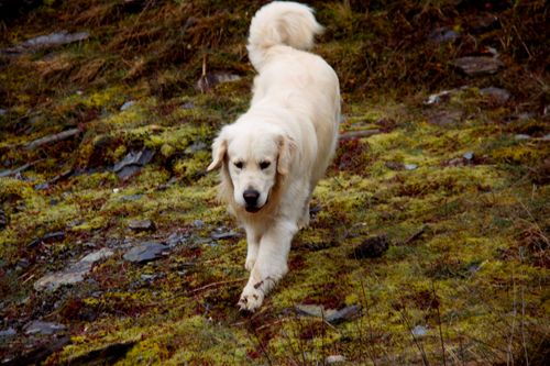 Free Golden Retriever walking on grassy terrain, captured outdoors. Stock Photo