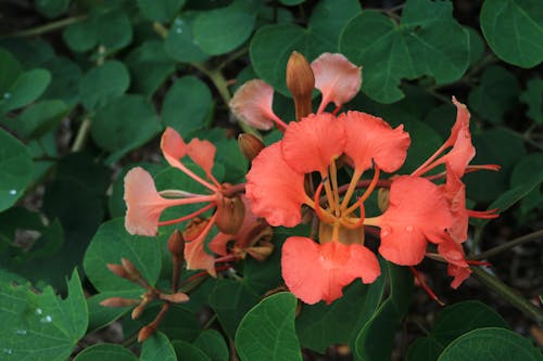 Orange Flower in Close Up Photography