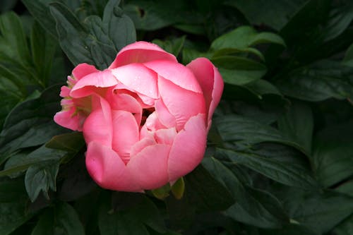 Pink Flower in Close Up Photography