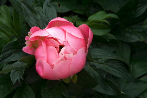 Free Close-up of a vivid pink peony flower in full bloom, surrounded by lush green leaves. Stock Photo