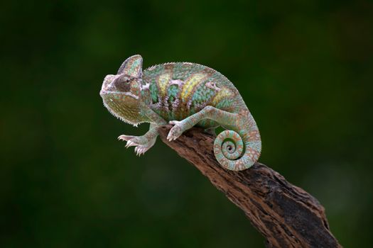 chameleon photo