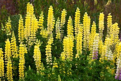 Bluebonnet Blossom in the Meadow