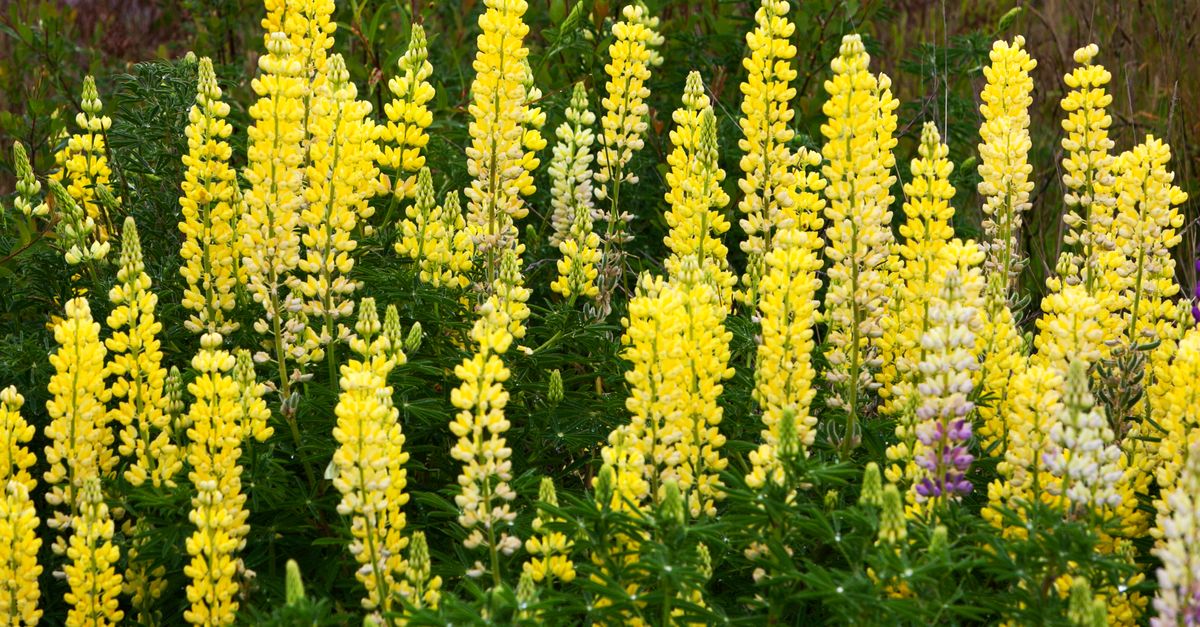 Lupine