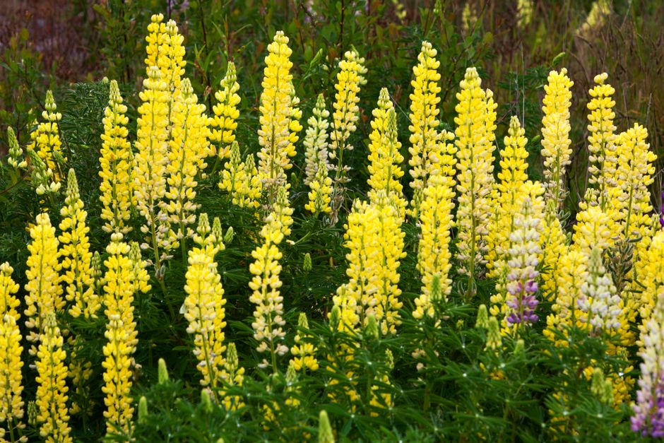 Lupin