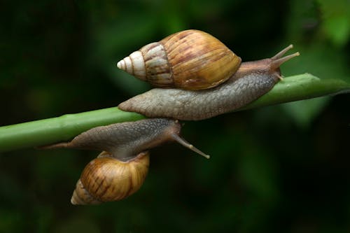 Brown Snail on Green Plant