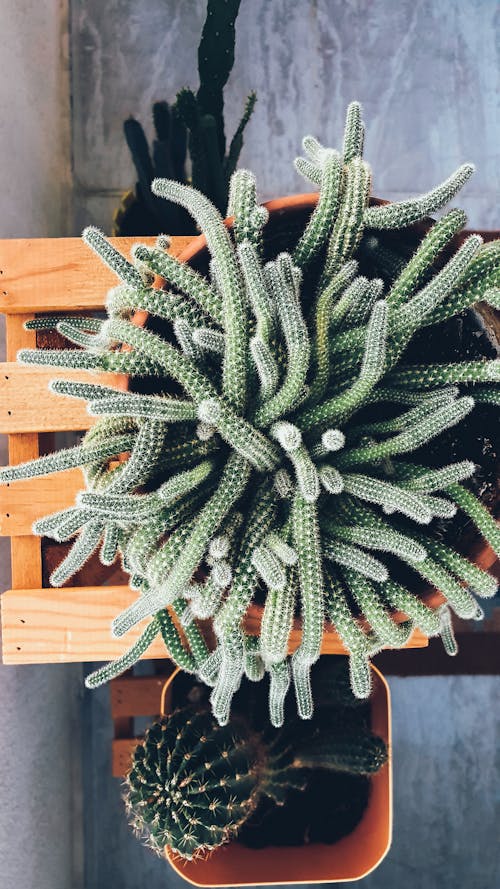 Close Up Photo of Potted Cactus Plants 