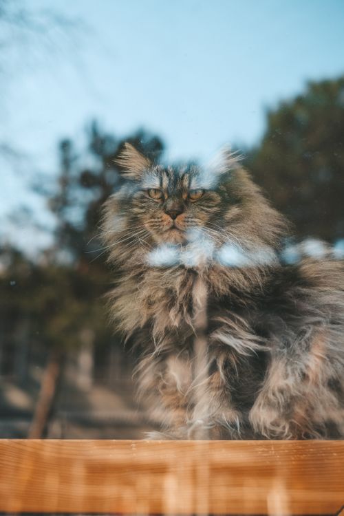 Free Captivating image of a Siberian cat gazing through a window, reflecting the serene outdoors. Stock Photo