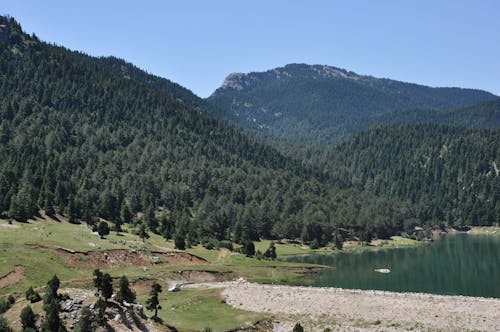 Green Trees Near the Lake