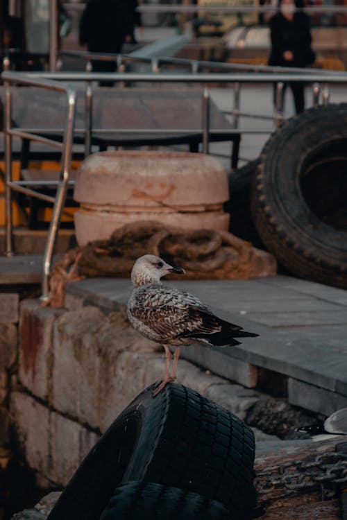 Brown Bird Perched on a Tire