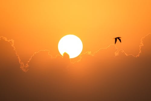 Silhouette of Bird Flying Under Orange Sky
