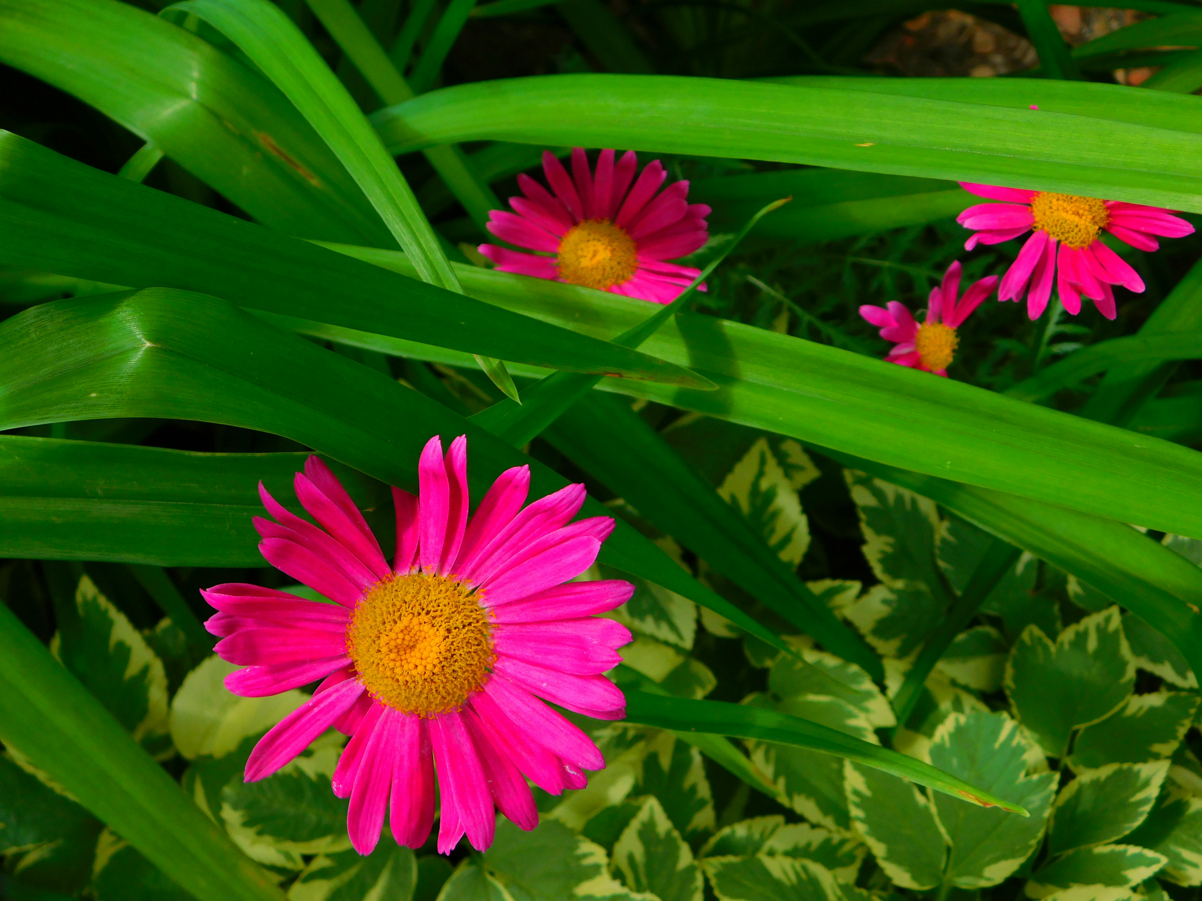 Free stock photo of blooming, pink daisies