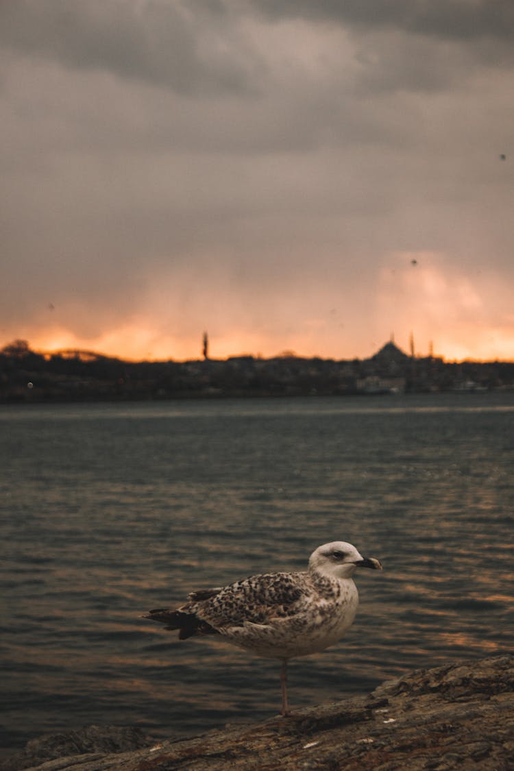 White And Black Bird On Brown Rock Near Body Of Water During Sunset