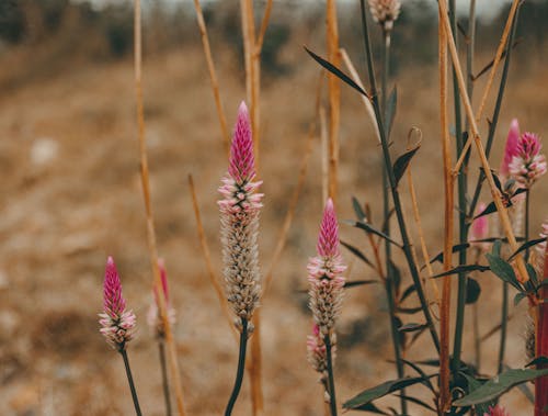 Základová fotografie zdarma na téma detail, rostlina, růst