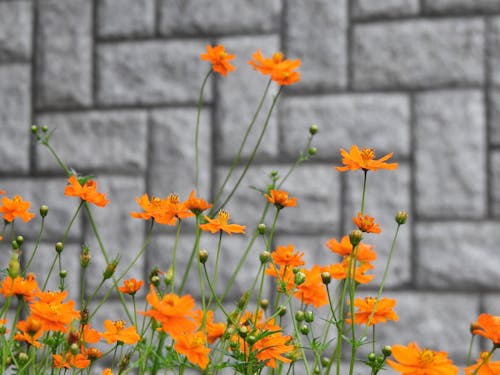 オレンジ色の花, フローラ, 咲くの無料の写真素材