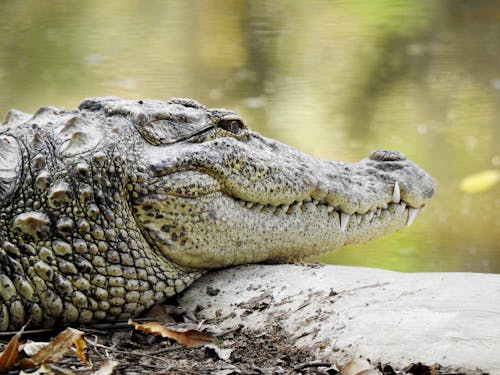 бесплатная Бесплатное стоковое фото с Аллигатор, животное, крокодил Стоковое фото