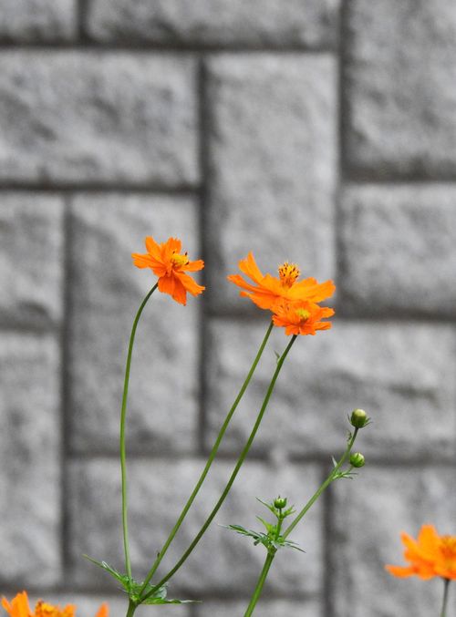 Free Bright orange flowers with delicate petals set against a stone wall backdrop. Stock Photo