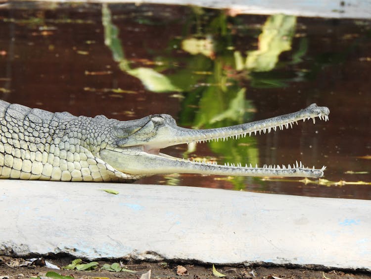 A Close-Up Of A Crocodile