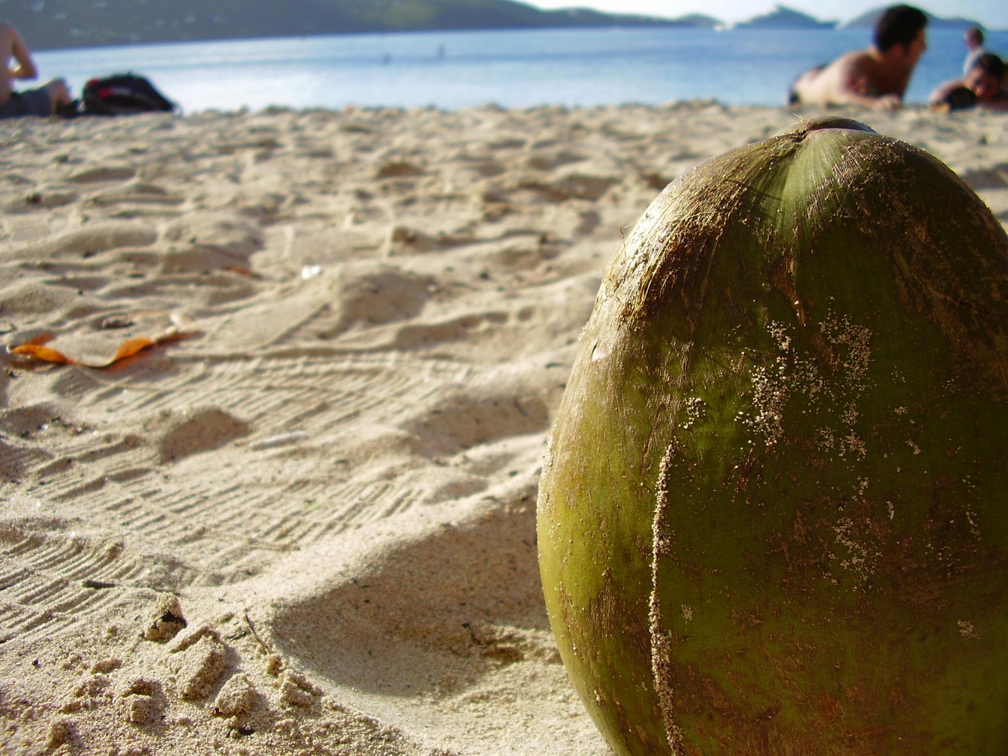 Free stock photo of beach, coconut