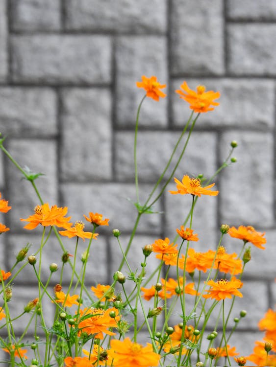 Free Orange Flowers Near Gray Brick Wall Stock Photo