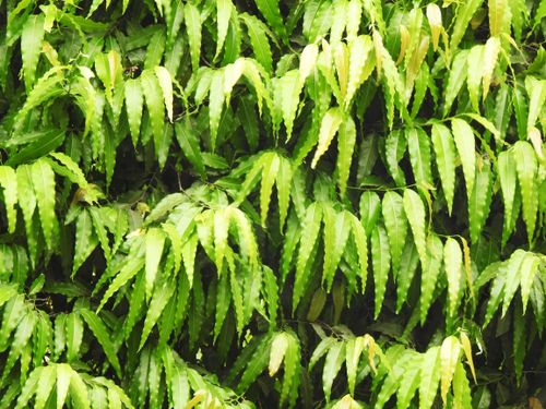 Free Dense green foliage creating a natural and vibrant texture perfect for backgrounds and nature themes. Stock Photo