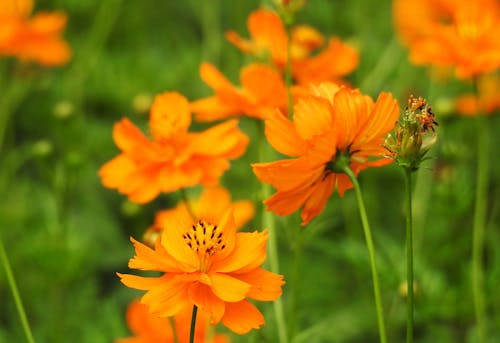 オレンジ色の花, フローラ, 成長の無料の写真素材