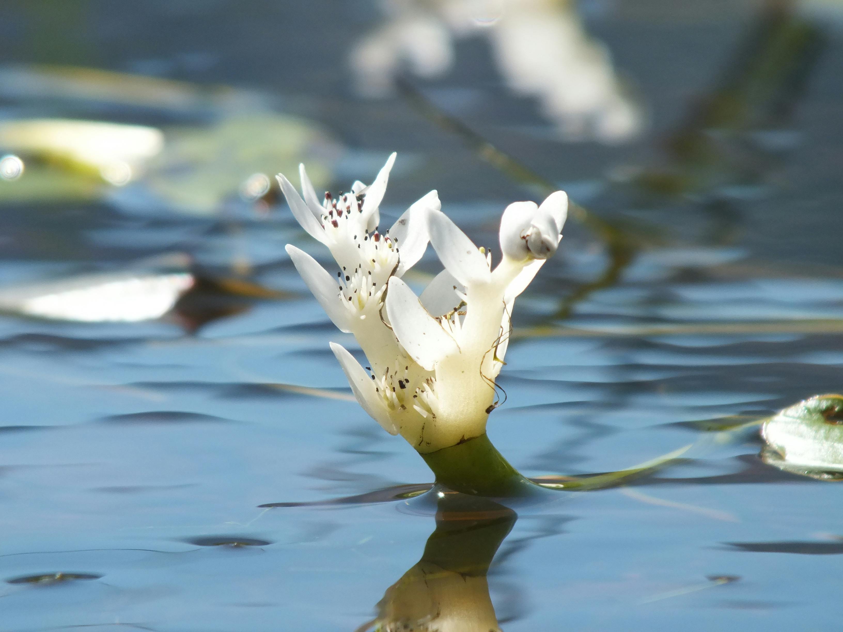 Free stock photo of flower, water