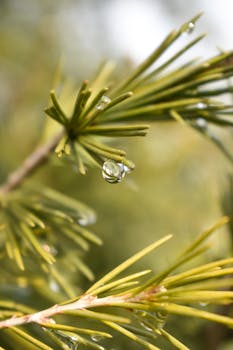 Fresh morning dewdrops resting on vibrant green pine needles.