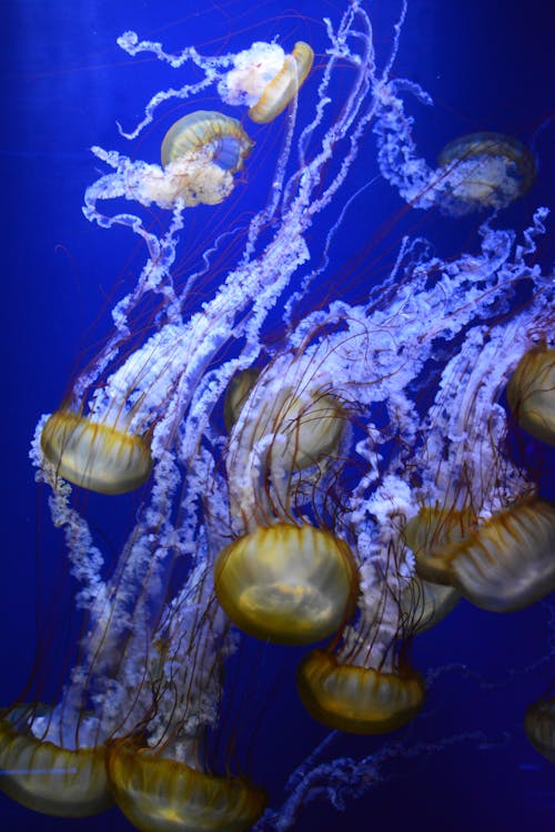 Free Brown Jellyfish in Blue Water Stock Photo