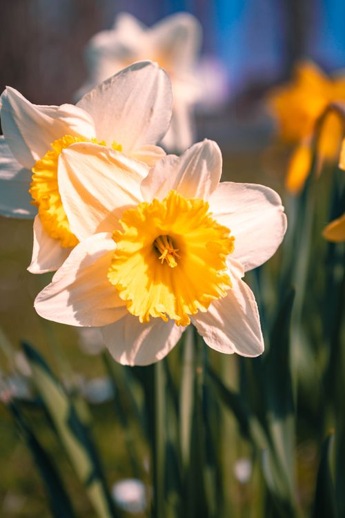 Free Close-up of vibrant yellow daffodils blooming outdoors in Milton Keynes during spring. Captured in natural light. Stock Photo