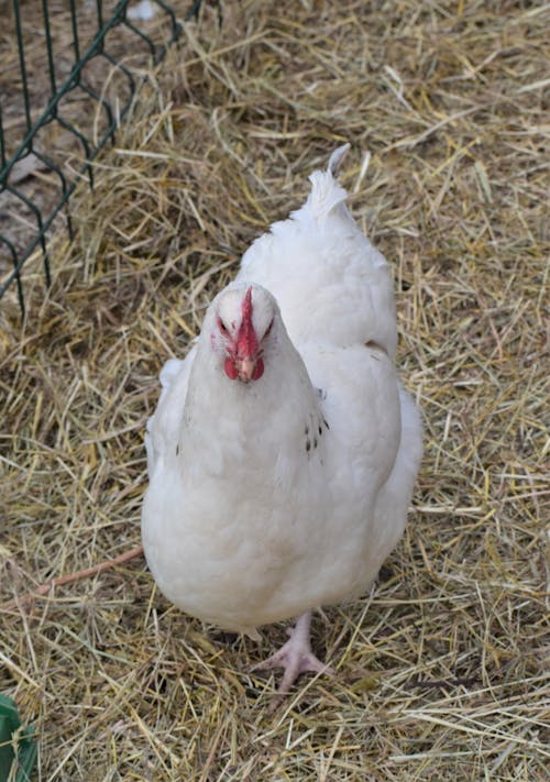 Free White Hen on Walking on Hay  Stock Photo