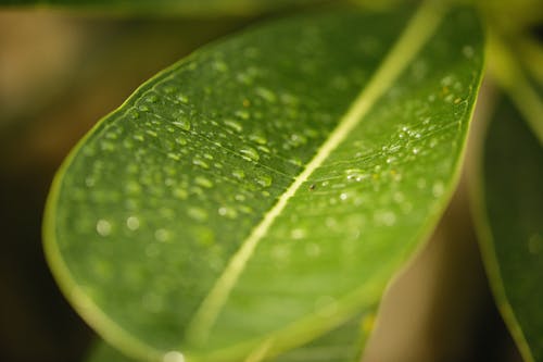 бесплатная Бесплатное стоковое фото с вода, зеленый лист, капли Стоковое фото