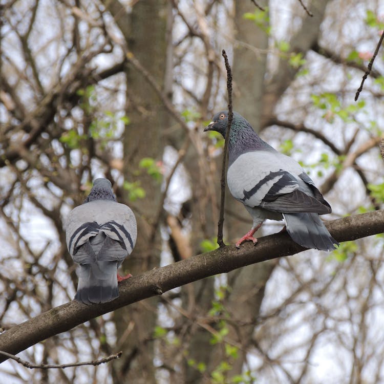 Free stock photo of dove, love