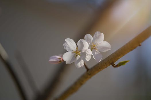 Delicate cherry blossoms in full bloom captured in Wake Forest, NC.