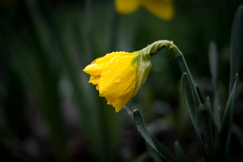 Imagine de stoc gratuită din blur background, dupa ploaie, floare galbenă