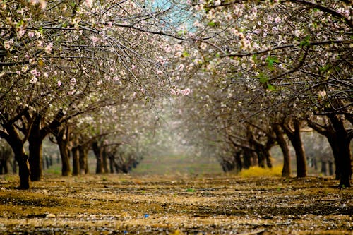 Foto profissional grátis de árvores, floração, flores de cerejeira