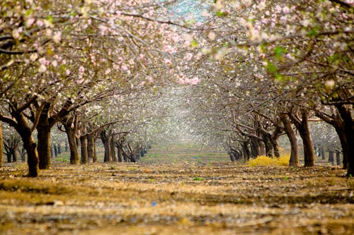 Základová fotografie zdarma na téma jaro, kvetoucí, květy třešně