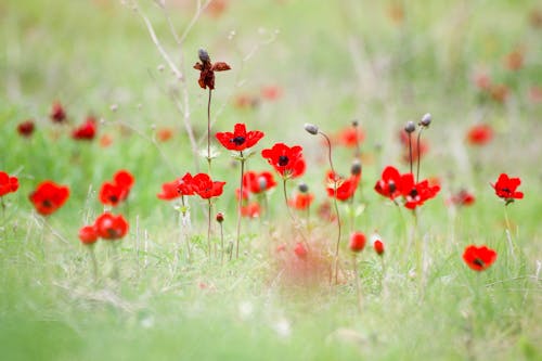 Red Flowers on Grass Field