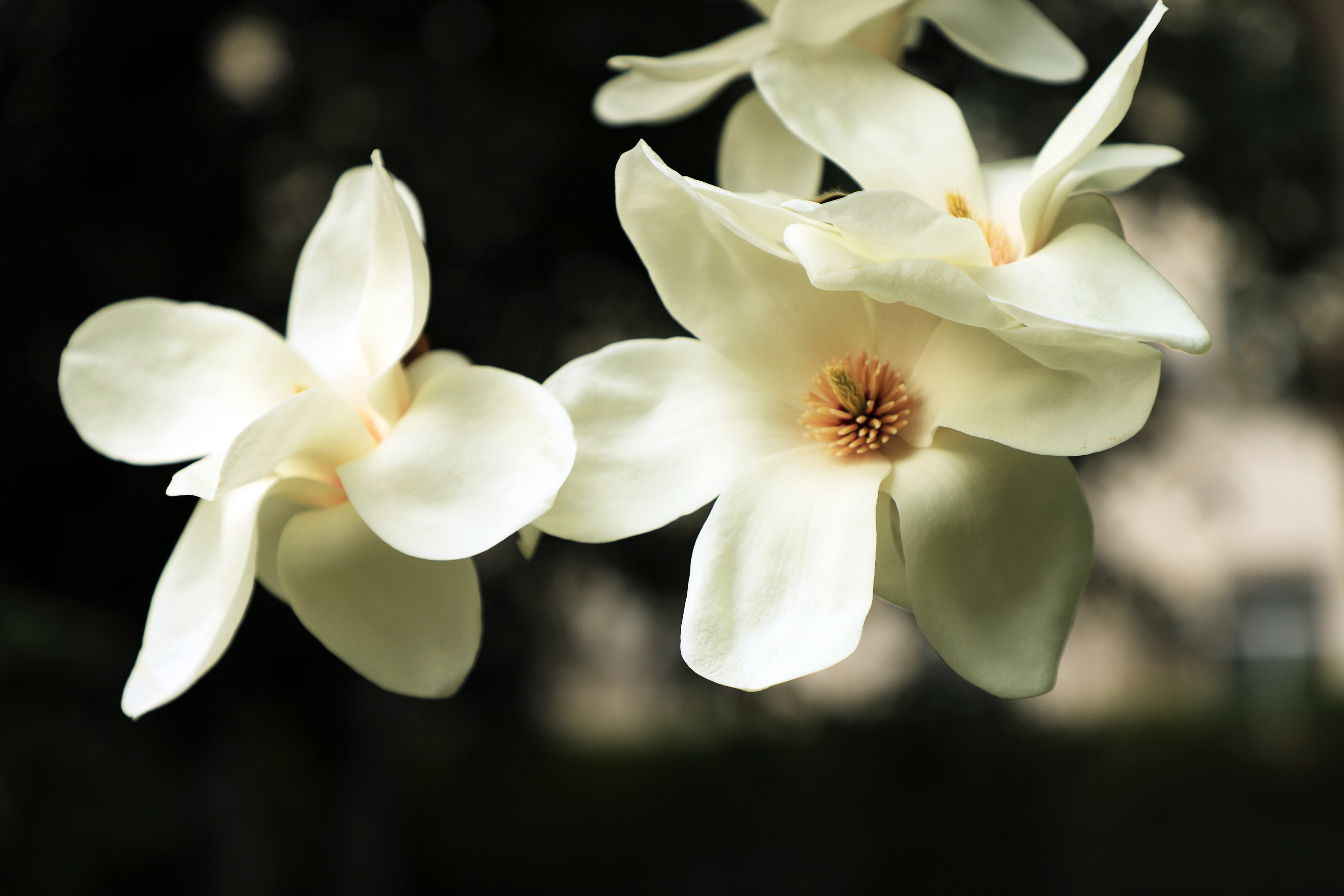 Magnolia’s AAA Hobbies To Close 2026 (Second Half). Iconic Hobby- Craft Emporium — Photo by Lucas Dai on Pexels