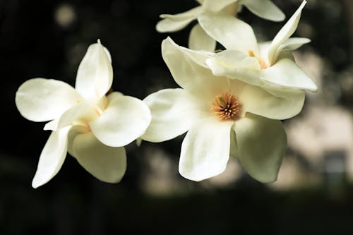 Foto d'estoc gratuïta de delicat, flora, florint