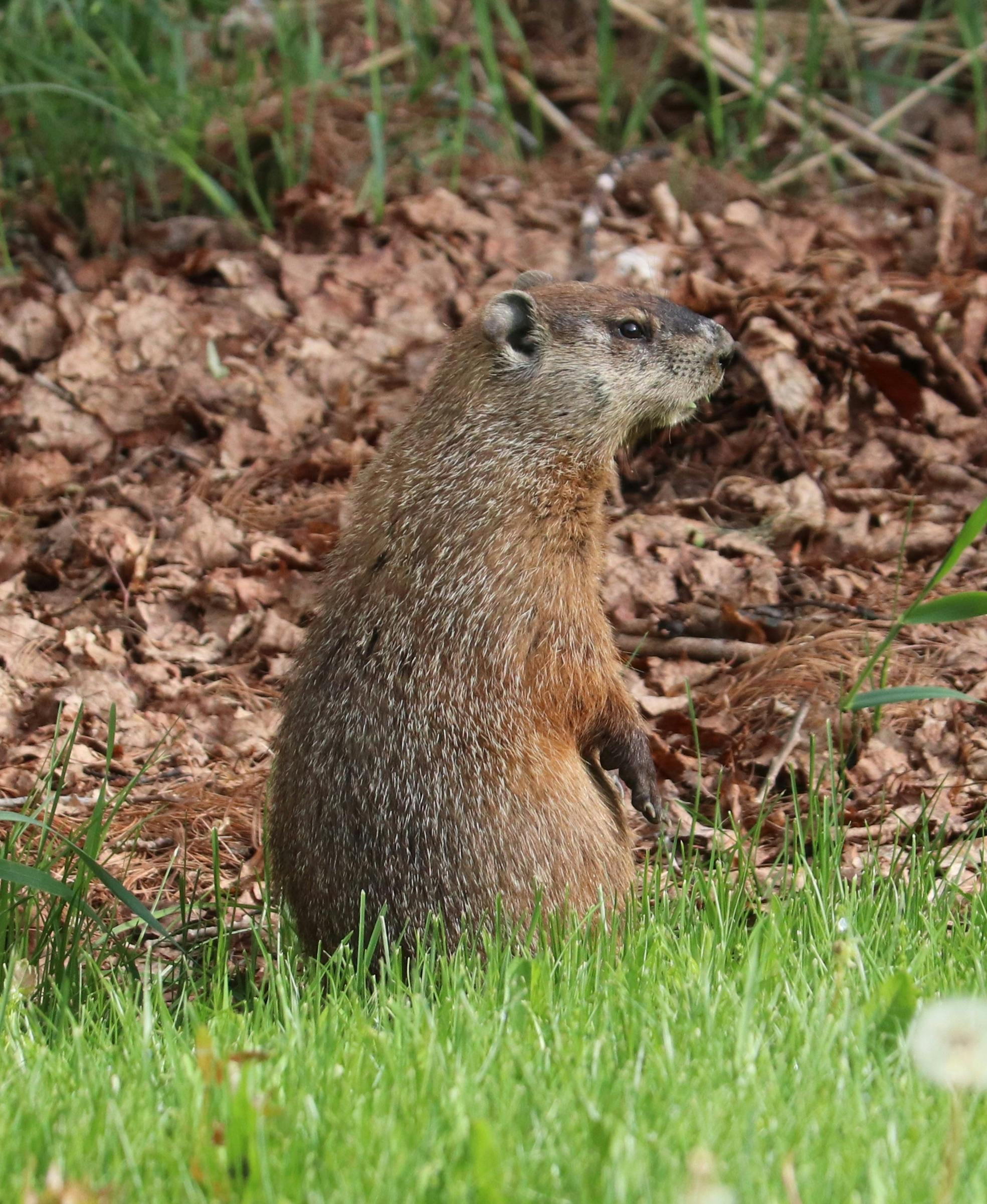 Free stock photo of groundhog