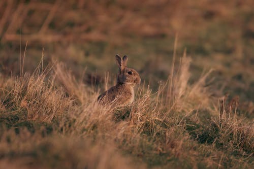 Free 兔子, 動物, 動物攝影 的 免费素材图片 Stock Photo