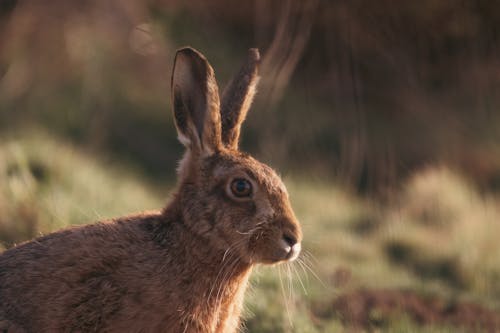 A Brown Rabbit in Close-Up Photography