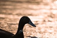 Cayuga Duck on a river during sunset