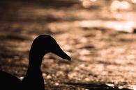 Cayuga Duck on a river during sunset