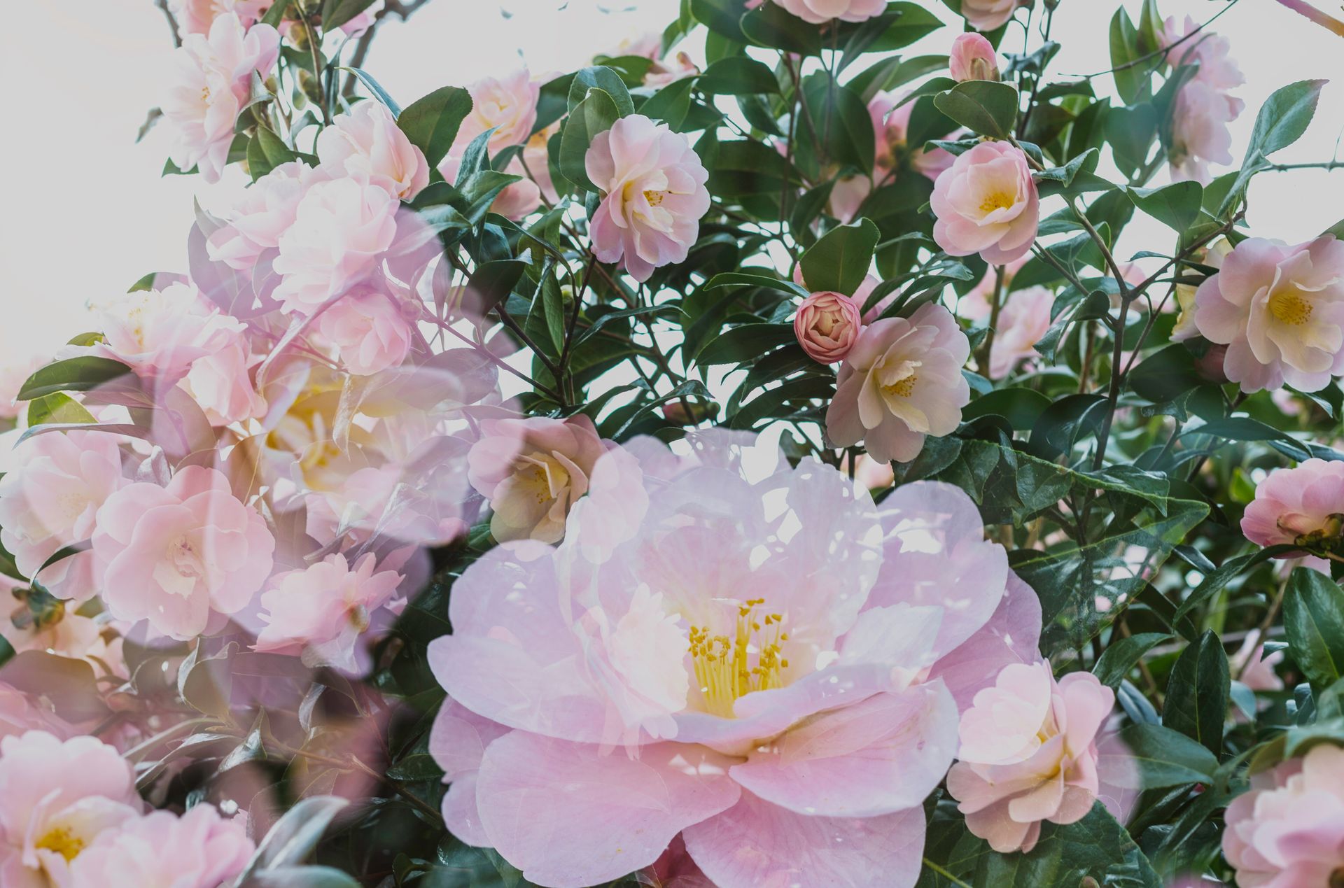 Stunning pink Camellia Japonica flowers blooming outdoors, showcasing delicate petals in Rotterdam.