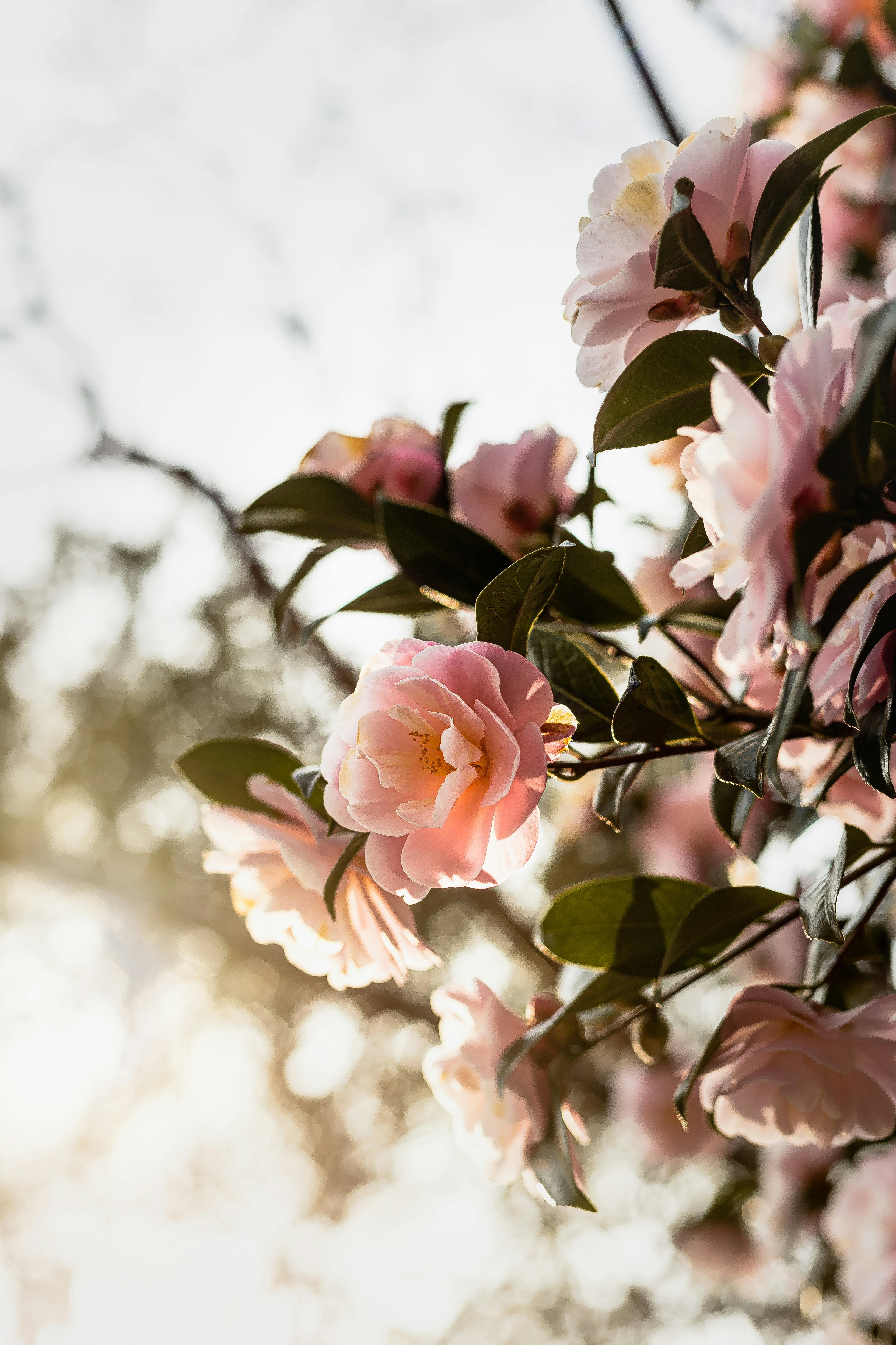 Close-up of pink Camellia japonica flowers in spring light, creating a serene and natural atmosphere.