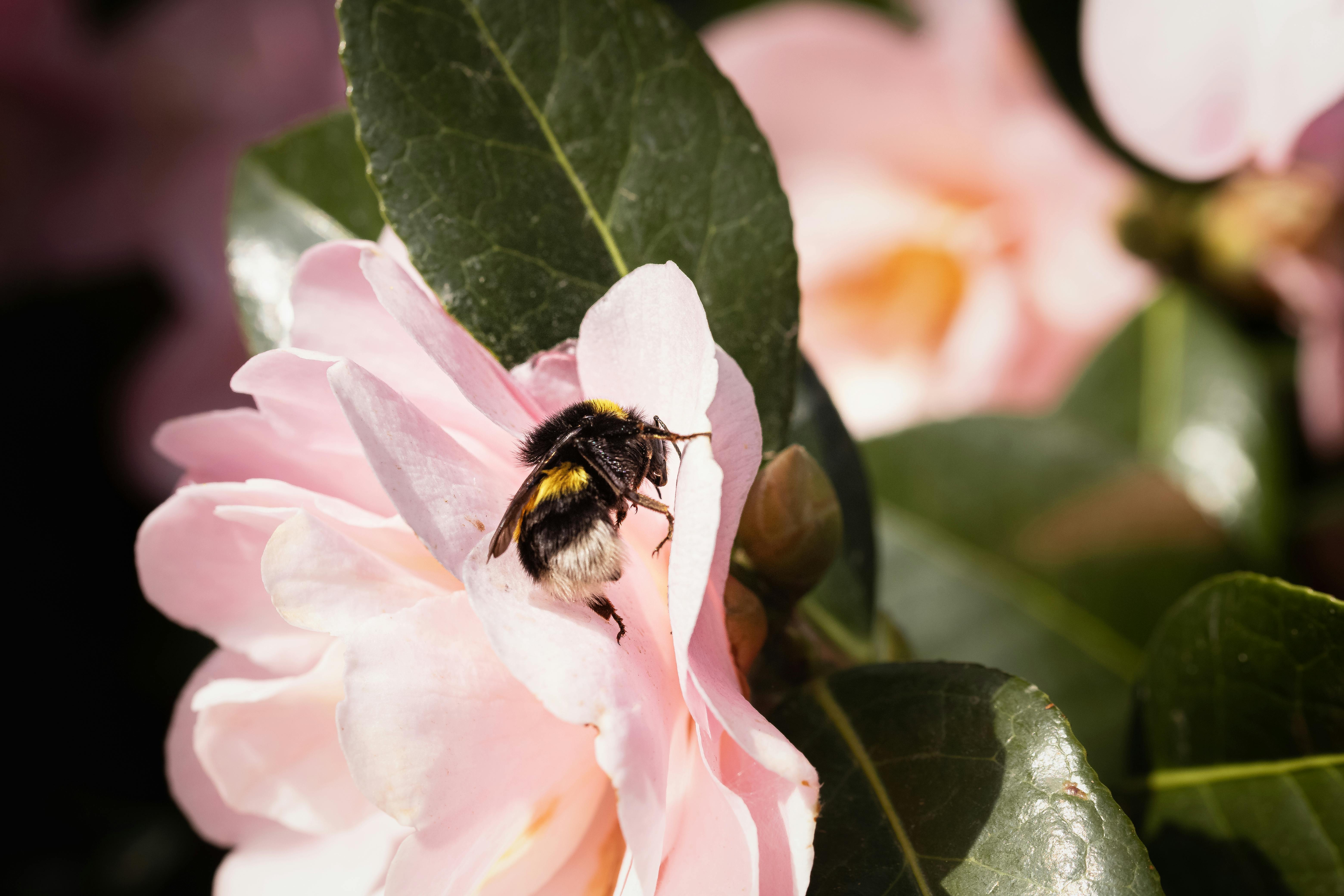 Biodiversiteitstuin "Het Fransepad"